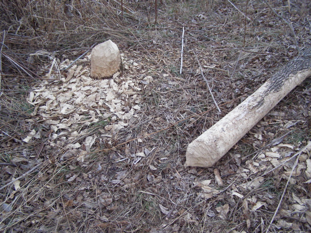 PC103746.JPG