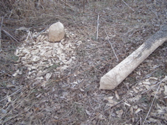PC103746.JPG