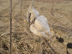 PC093711.JPG