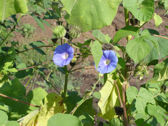 P8202792.JPG